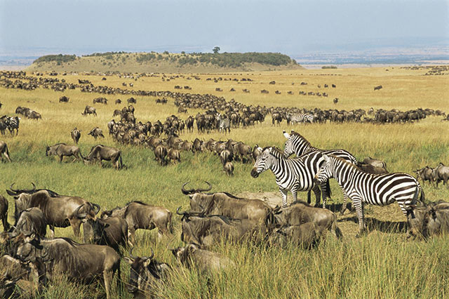 Kenya nature