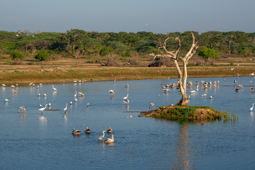 Bundala National Park