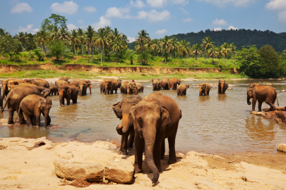 First Safari Park in Sri Lanka opens tomorrow