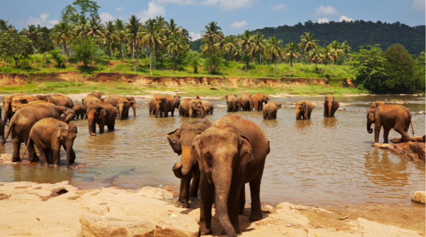 Sri Lanka to open first safari park through government efforts