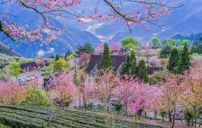 Spring is the most beautiful season in Taiwan