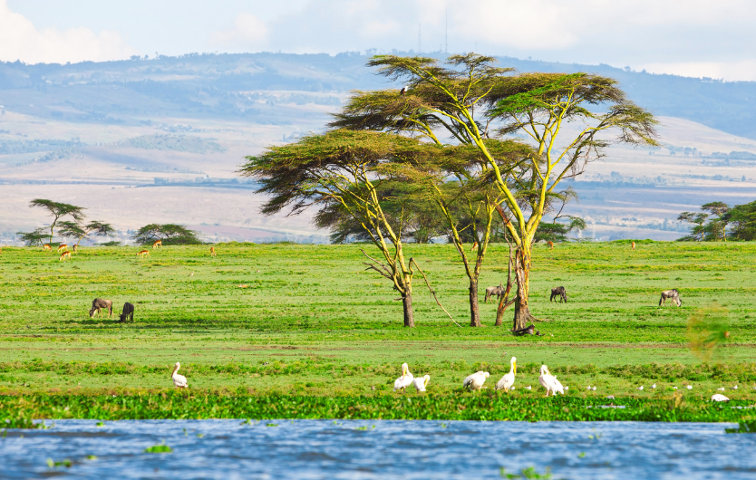 The Maasai Mara National Reserve is a breathtaking wildlife sanctuary