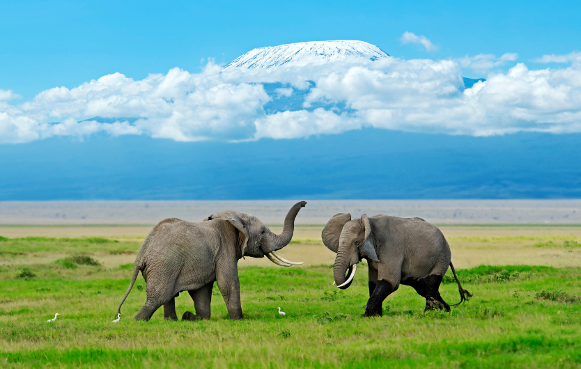 The Amboseli National Park is one of Kenya's most popular parks